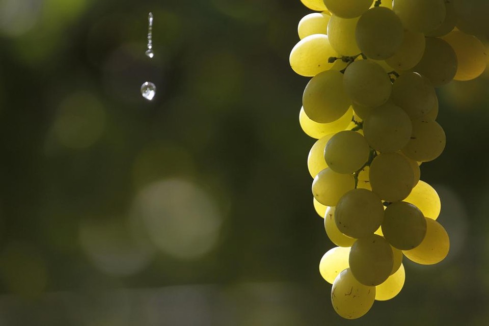 Cada gota de água do São Francisco usada na irrigação  ajuda a transformar a vida os agricultores familiares do Sertão nordestino. | Jonathan Campos/Gazeta do Povo
