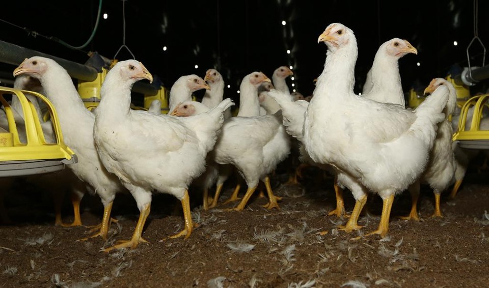 Exportação  de aves subiu 21 % em termos de volume neste ano no Paraná. | Giuliano Gomes/Gazeta do Povo