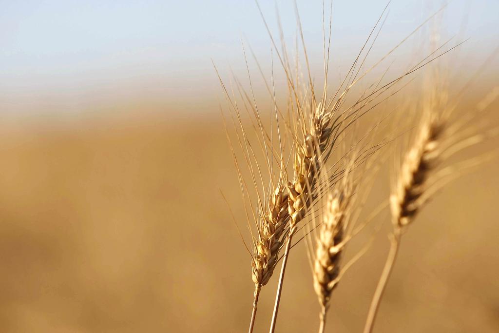 Mercado vê demanda da Etiópia pelo cereal com ceticismo. | Jonathan Campos/Gazeta do Povo