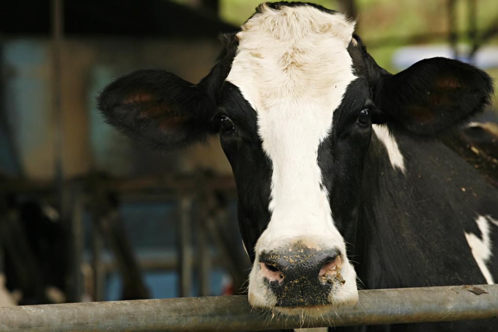 Qualidade do rebanho está entre as metas do programa federal direcionado a produção leiteira. | Josue Teixeira/Gazeta do Povo