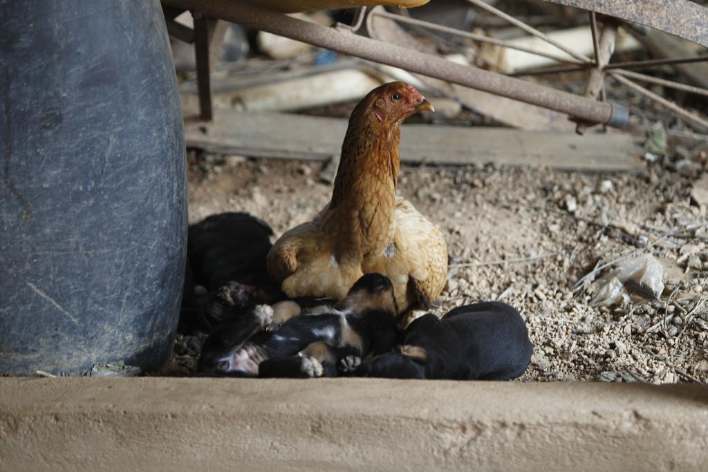 Ave está cuidando dos filhotes mamíferos há duas semanas no Sul de Minas Gerais. | Jonathan Campos/Gazeta d o Povo