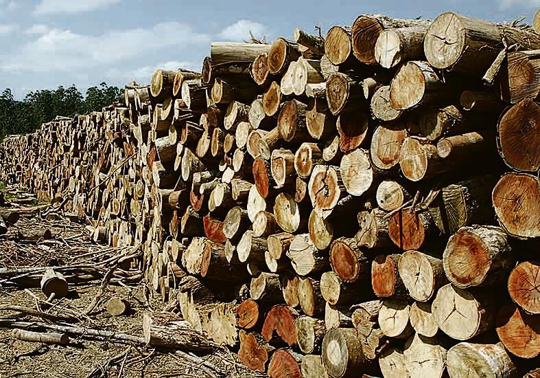 Meta: país se comprometeu a reduzir emissões em 43%. | Henry Milléo /Gazeta do Povo