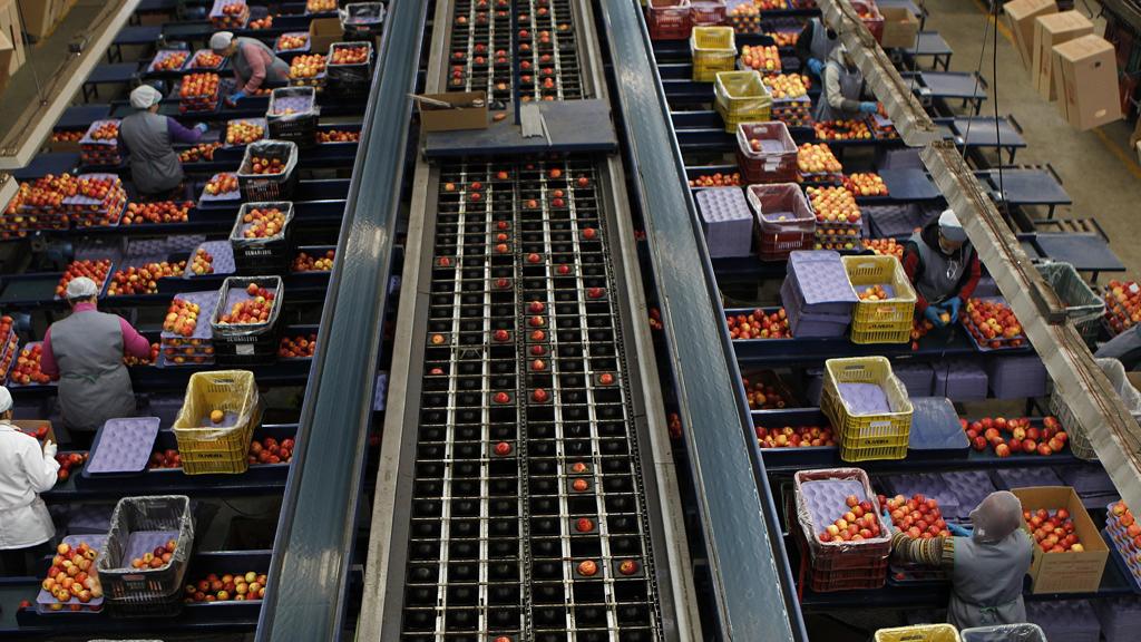 Metade dos postos de trabalho da maçã está nos pomares e metade na indústria de São Joaquim. | Jonathan Campos/Gazeta do Povo