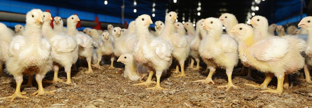 Preço pago ao produtor pelo quilo do frango subiu 3,6% em setembro no Paraná. | Giuliano Gomes / Gazeta do Povo