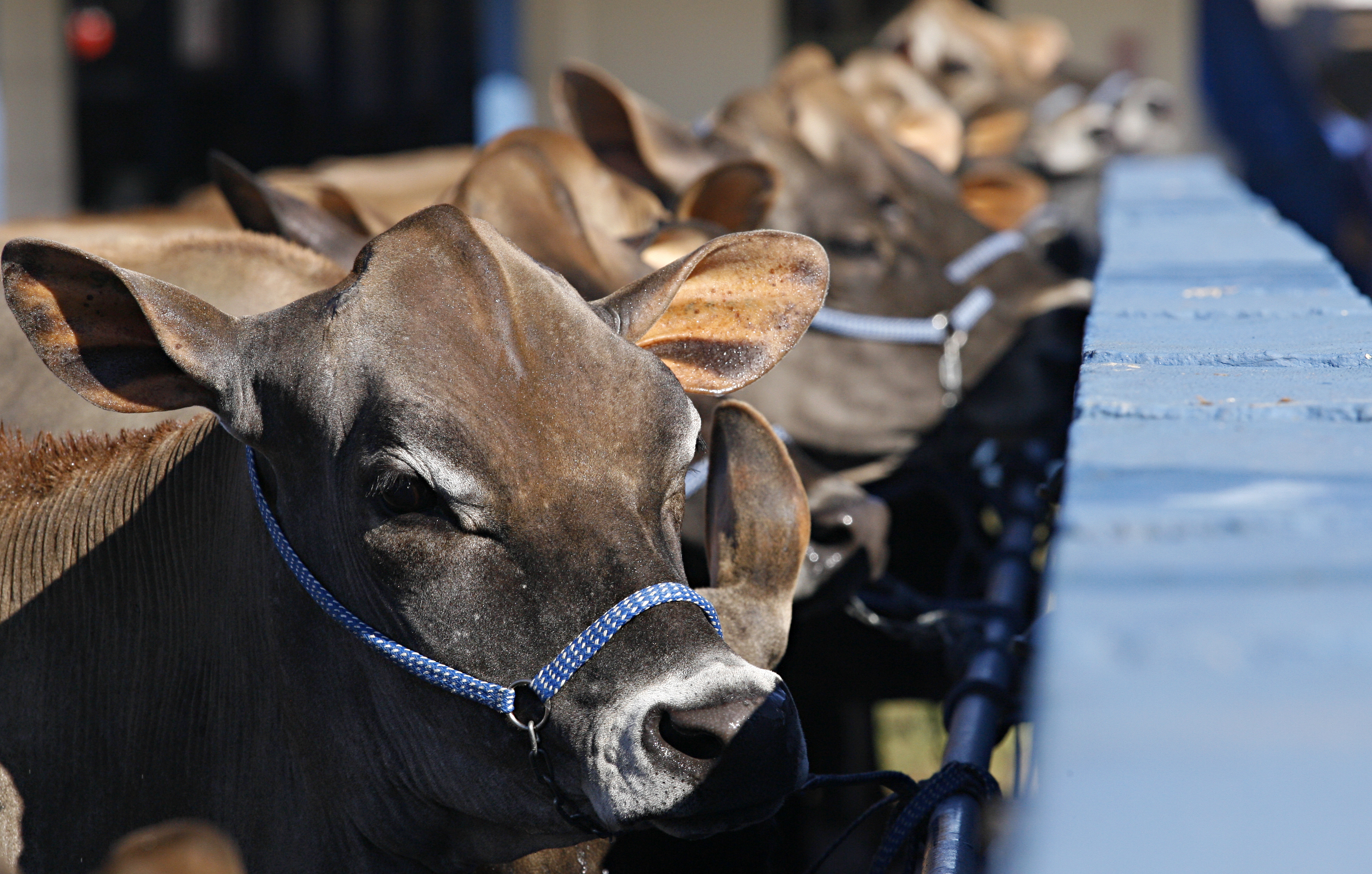 Exposição de animais, torneios e leilões tentam estimular pecuaristas e não interromperem investimentos em 2015. | Josue Teixeira/JGazeta do Povo