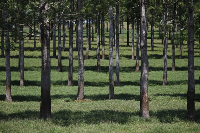 Produção de madeira, orientada pela Embrapa Florestas, serve também para fazer sombra e dar conforto para o rebanho leiteiro. Prioridade continua sendo a pecuária, mesmo nas áreas de pinus. | Jonathan Campos/Gazeta do Povo