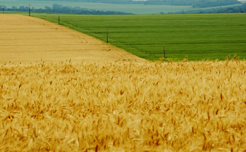 | Albari Rosa/Gazeta do Povo