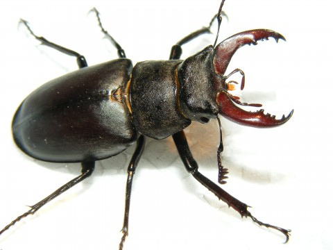 Sinopse de “A Metamorfose” deve bastar para atrair a atenção de uma criança para o livro de Kafka | Lucanus Cervus/Wikimedia Commons