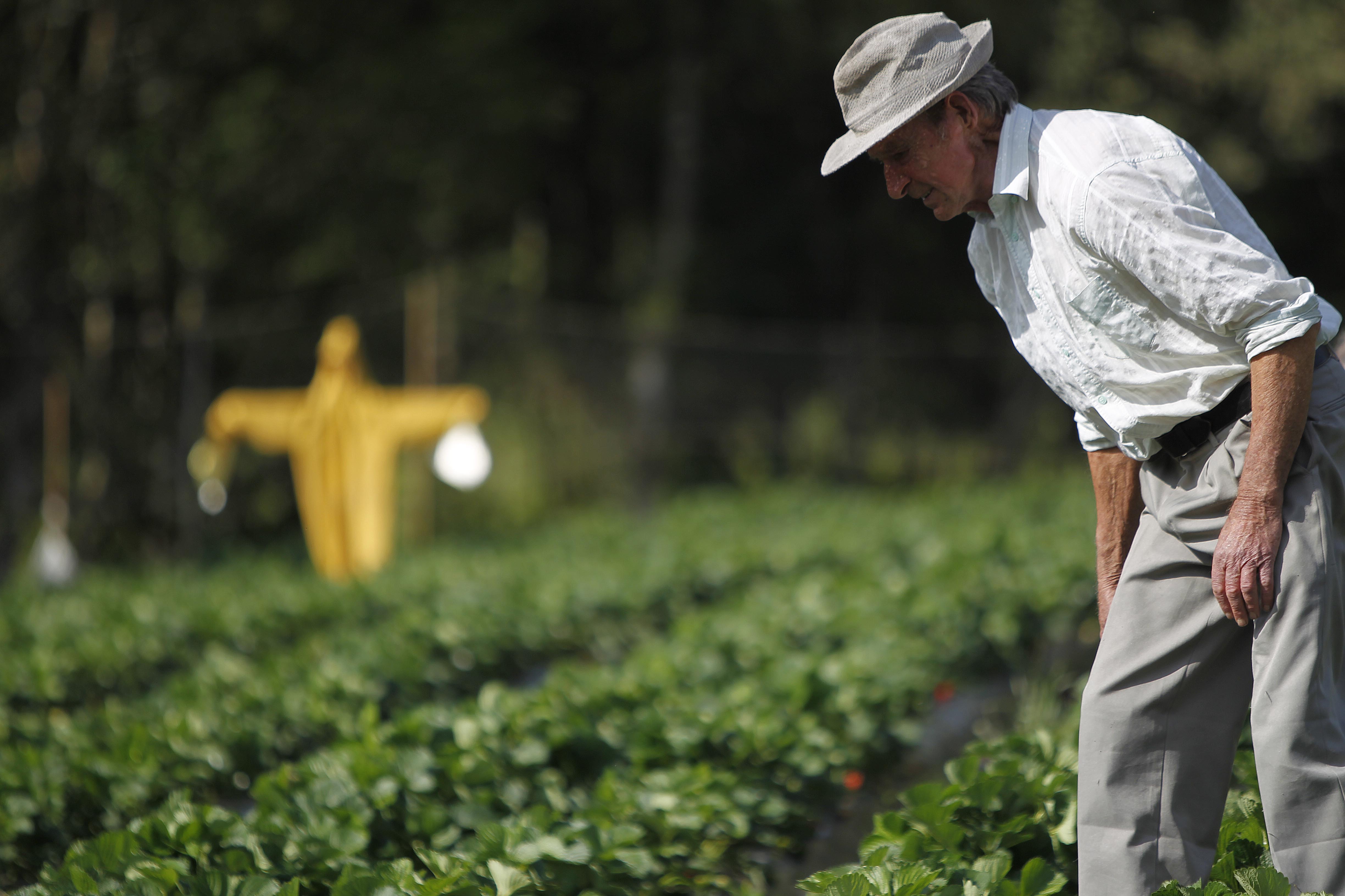 Produção de amora e framboesa exige cuidados diários com a horta, para evitar pequenas pragas. | Jonathan Campos/Gazeta do Povo