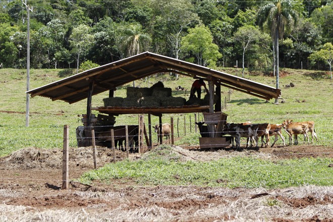 Depósitos de feno ficam no meio da pastagem, o que facilita o tratamento dos animais. Alimentação e genética são apontadas como responsáveis pela marca de 3 mil litros de leite ao dia, 50% acima da meta traçada 15 anos atrás. | Jonathan Campos/Gazeta do Povo