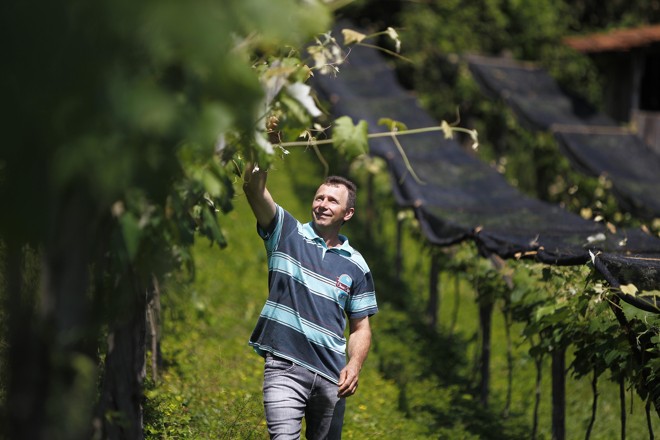 Ademir Pizzolatto é um dos quatro irmãos descendentes de italianos que criam filhos juntos em propriedade rural de Saudade do Iguaçu. A produção de uva é um retorno às tradições da família. Parreiral de apenas três anos rende 7 toneladas por safra. | Jonathan Campos/Gazeta do Povo