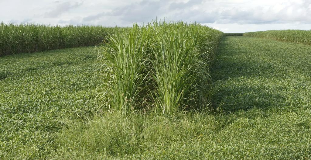 Alta da gasolina no Brasil afetou mercado sucroenergético global. | Hugo Harada /Gazeta do Povo