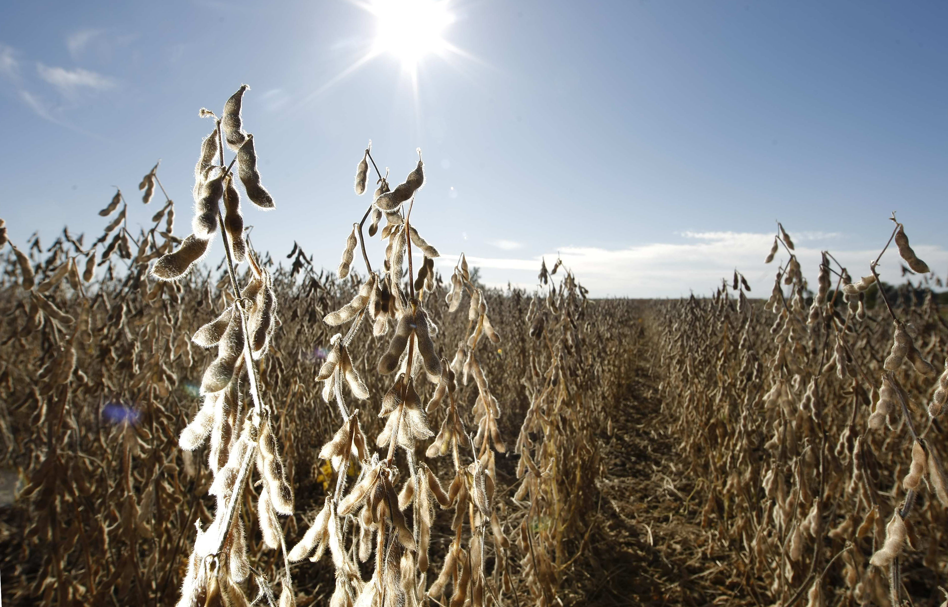 Usda projeta produção brasileira de soja na safra 2015/16 em 97 milhões de toneladas. | JONATHAN CAMPOS/JONATHAN CAMPOS