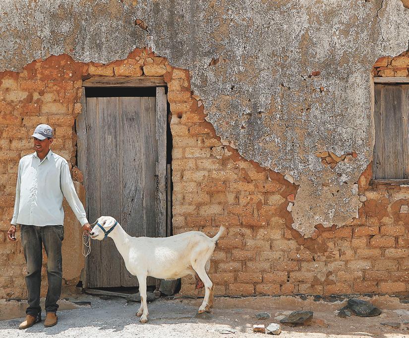 Lindomar e a cabra que produz 4,5 litros/ dia. Ao lado, Marineide e Raimundo sob um umbuzeiro. | Fotos: Jonathan Campos / Gazeta do Povo