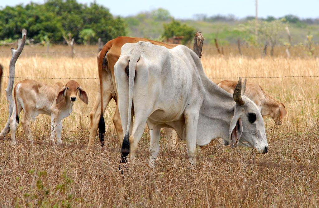 Falta de pastagens afeta peso do rebanho. | Valter Campanato/Abr