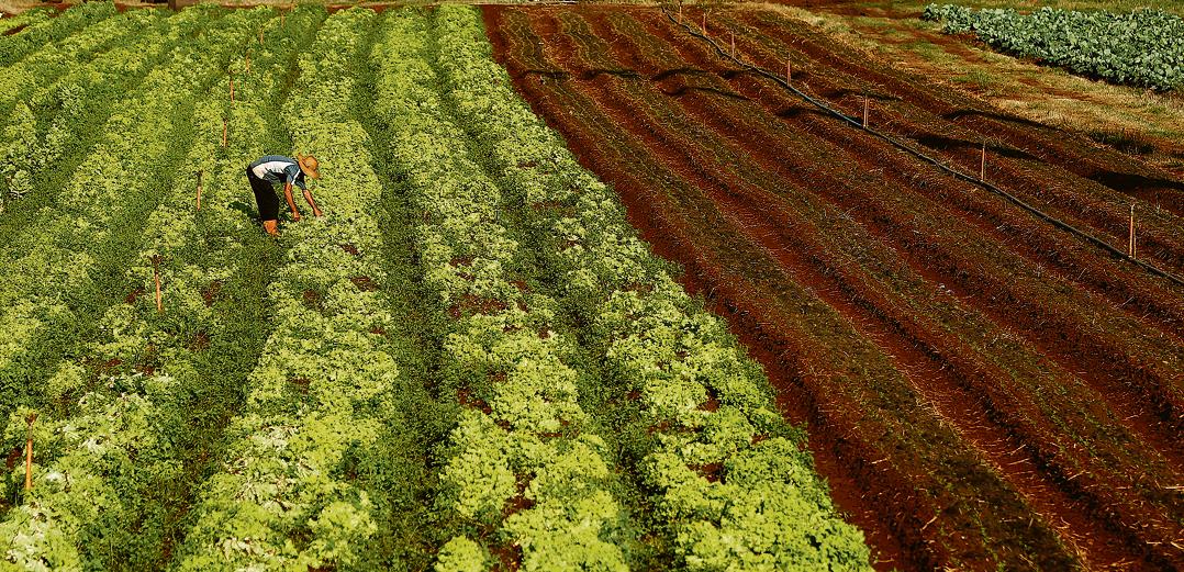 Trabalhador colhe alface nos arredores de Dourados, município que registra aumento na demanda por alimentos e estuda a implantação de uma Central de Abastecimento (Ceasa). | Fotos: Jonathan Campos/Gazeta do Povo