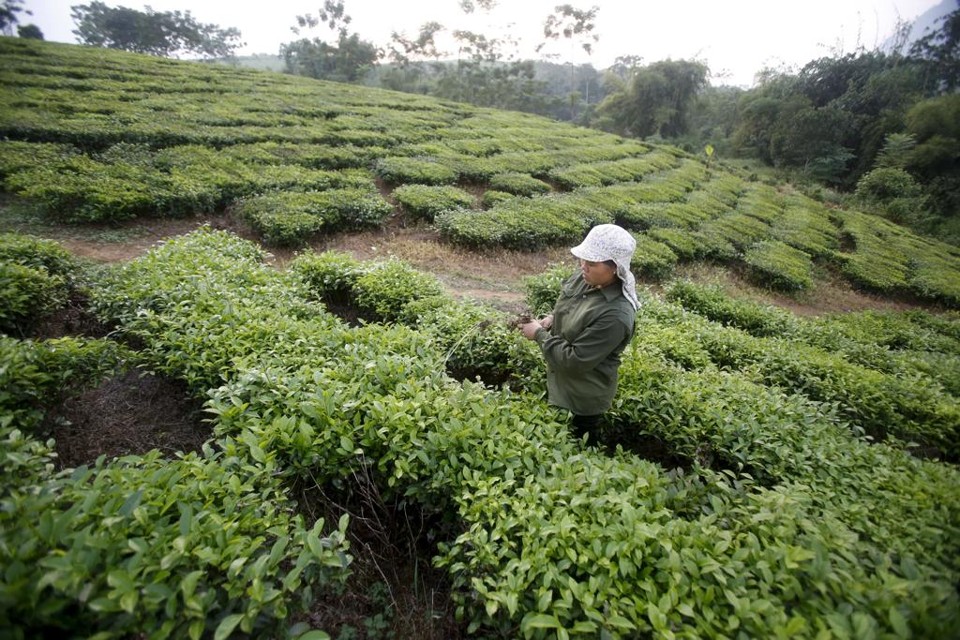 Trabalhadora vietnamita trabalha em colheita de chá: país faz parte do maior acordo de livre comércio em uma geração. | KHAM/REUTERS