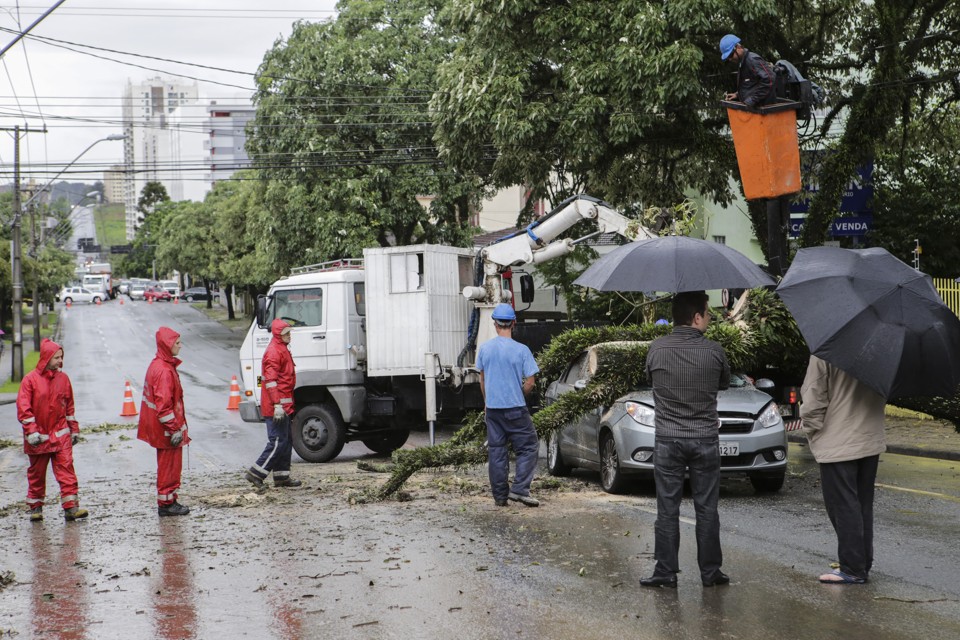 Na zona norte de Curitiba, uma árvore caiu em cima de 3 carros | Daniel Castellano/Gazeta do Povo