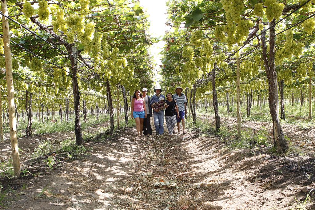 No horizonte, Rio São Francisco serve de canal de irrigação para lavouras que se formam na divisa da Bahia com Pernambuco, principalmente na região de Juazeiro e Petrolina. | Fotos: Jonathan Campos/Gazeta do Povo