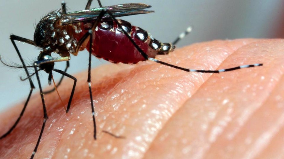 País registra primeira morte por zika vírus | Daniel Castellano/Gazeta do Povo