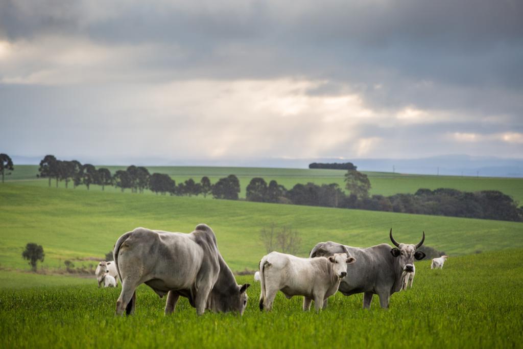 Campanha de vacinação, greves e exportação movimentam mercado bovino na semana. | Brunno Covello/Gazeta do Povo