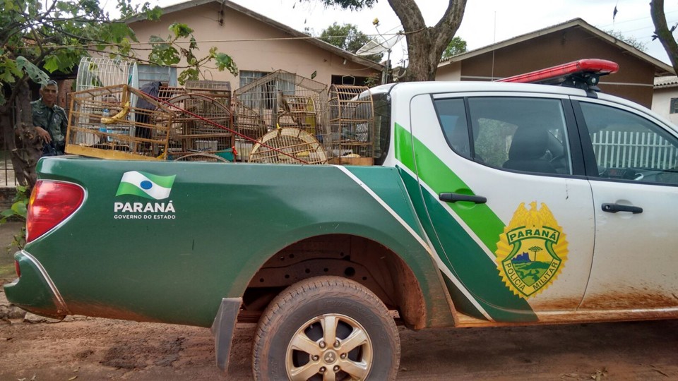 Em Colorado, polícia apreende 65 aves escondidas no fundo de uma casa Estado das aves será avaliado para saber se elas tem condição de voltar ao seu habitat natural | Divulgação/Polícia Militar Ambiental