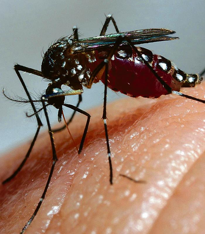 Mosquito da dengue é o vetor do zika: chegada ao país com a Copa. | Daniel Castellano/Gazeta do Povo