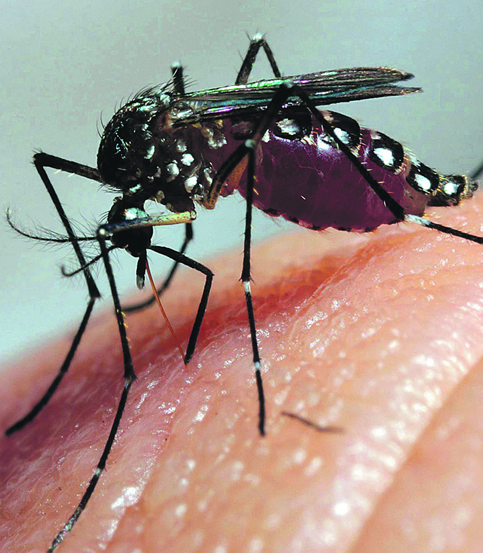Mosquito da dengue é o vetor do zika: chegada ao país com a Copa. | Daniel Castellano/Gazeta do Povo
