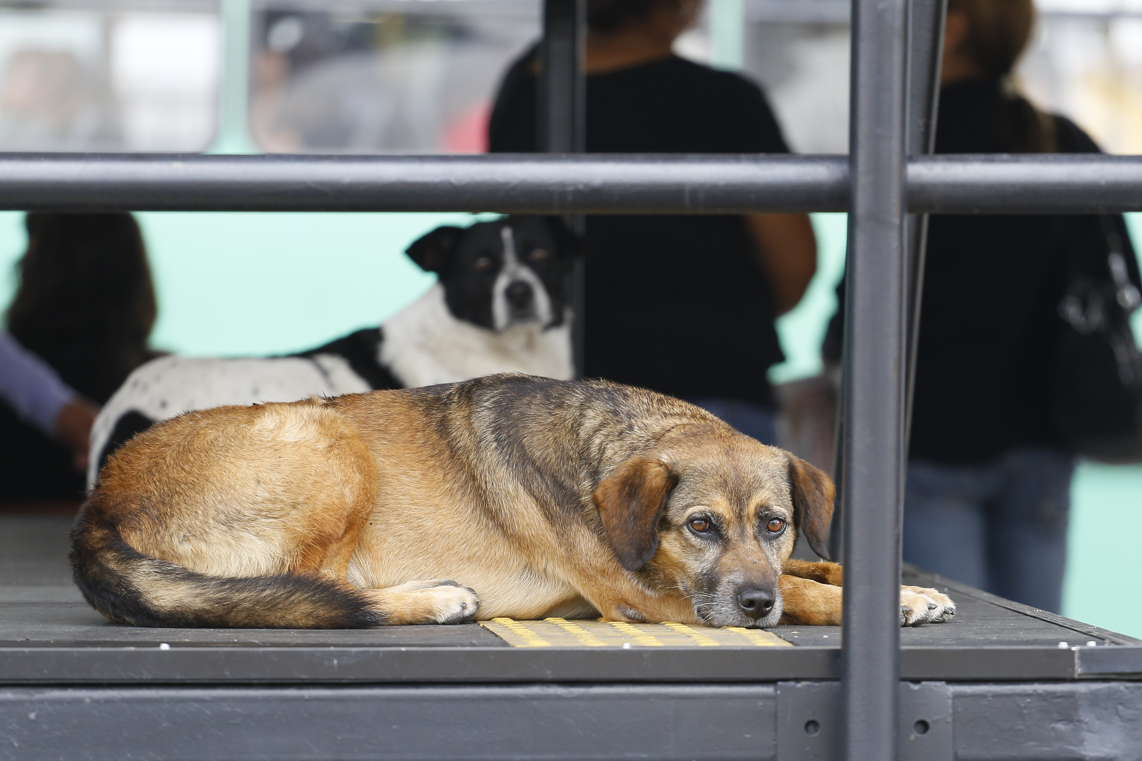 Cachorros abandonados em terminal de ônibus de Curitiba: iniciativa de uma farmácia popular. | Daniel Derevecki/Arquivo/Gazeta do Povo