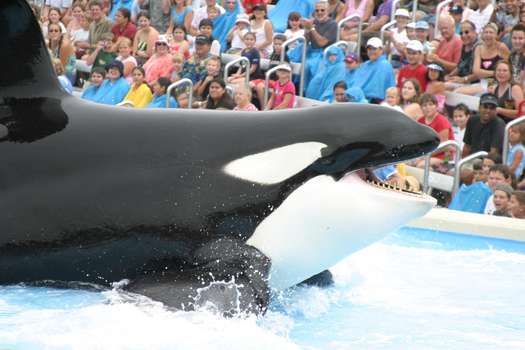 A orca Shamu. | Patty Mooney/Wikimedia Commons