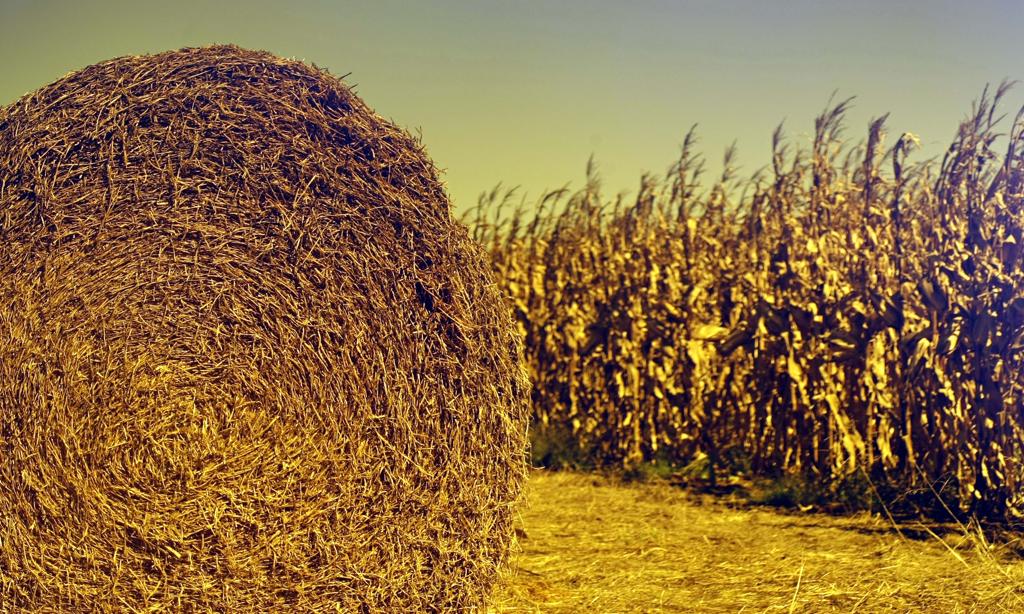 Plantio de milho deve ser 20% menor, mas produção supera em 62% a de dez anos atrás, graças à produtividade, que chega a 8 toneladas por hectare, ante média global de 5,5 t/ha. | Christian Rizzi/Gazeta do Povo