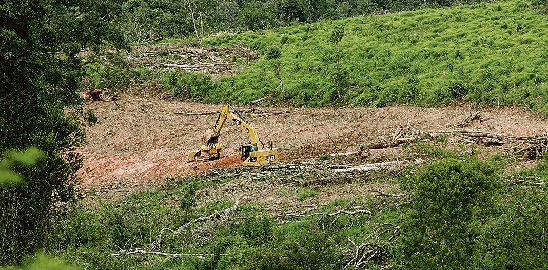 Os donos de pequenas propriedades  (até 70 campos de futebol) que desmataram até 2008 não precisarão restaurar a reserva legal . | Henry Milléo/Gazeta do Povo