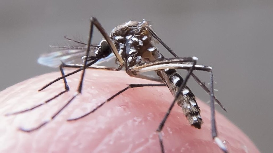 Pernambuco decreta emergência por causa de epidemia de microcefalia Além da zika, o mosquito Aedes aegypti transmite dengue e chikungunya. | Rafael Neddermeyer/ Fotos Públicas
