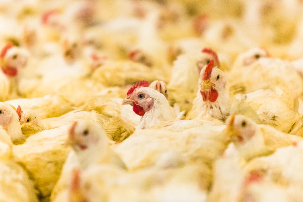 Grãos que viram insumo para produção de aves precisam seguir critérios rígidos de qualidade. | Lineu Filho/Gazeta do Povo
