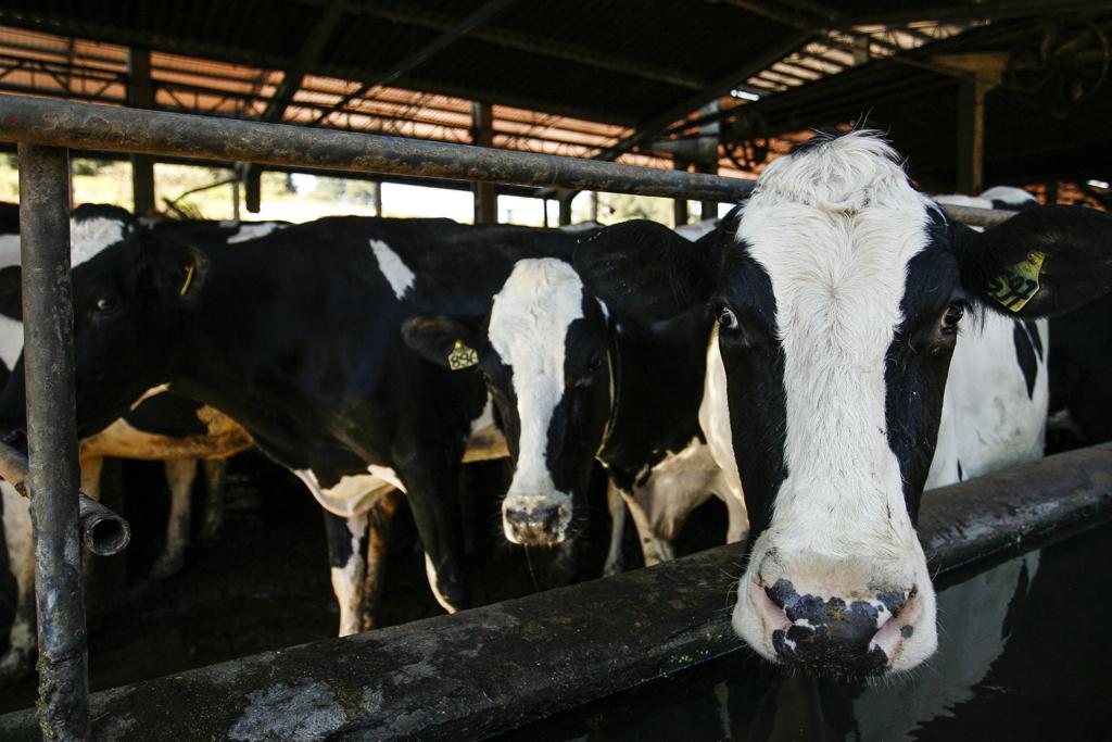 Nove milhões de animais serão imunizados até o final do mês, quando encerra o prazo para vacinação. | Josué Teixeira/Gazeta do Povo