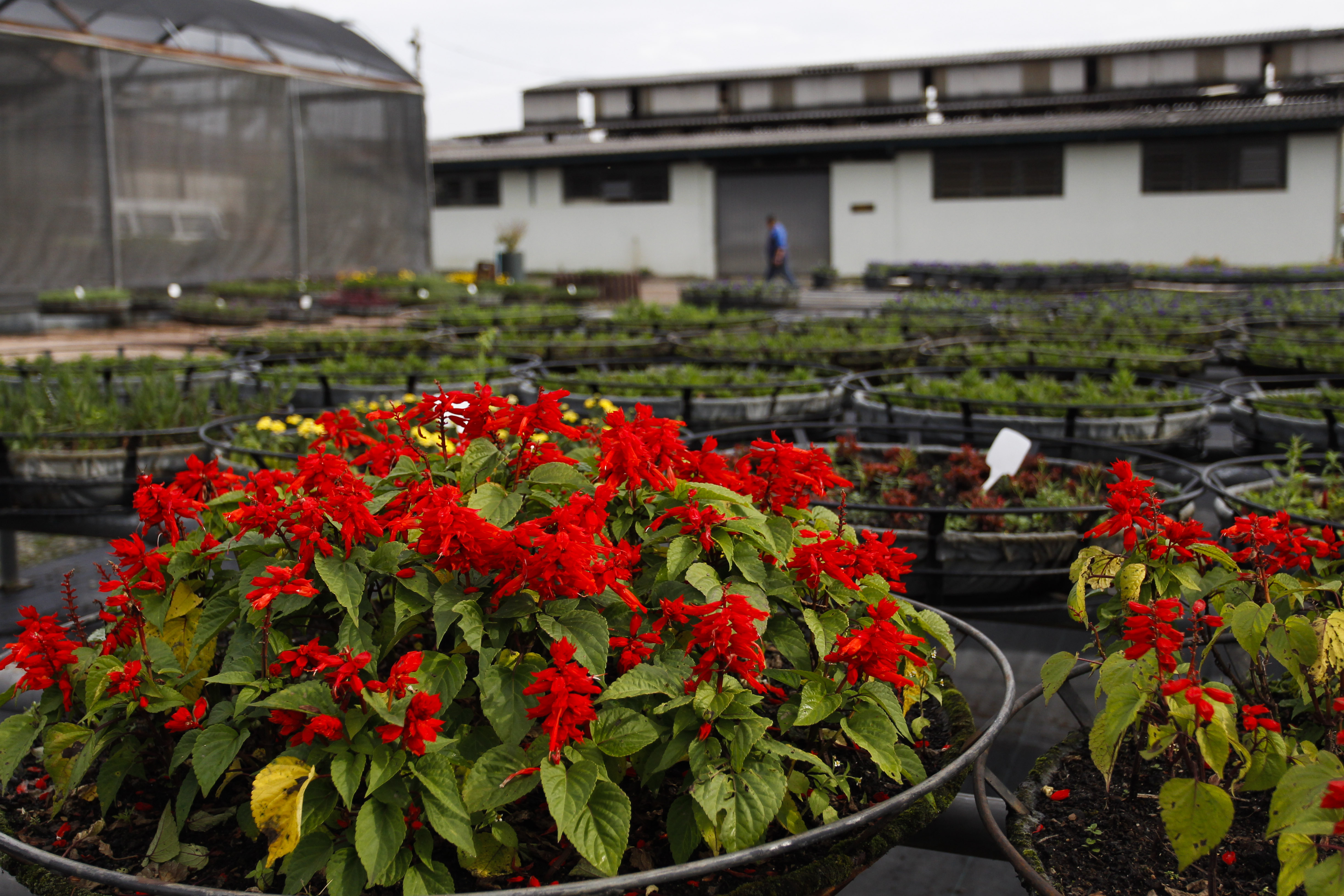 “A contratação se faz necessária devido ao grande número de eventos organizados por esta Casa de Leis que necessitam de ornamentação”, diz a justificativa do pregão. | Daniel Castellano/Gazeta do Povo