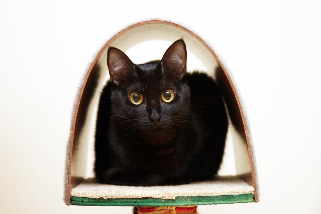 | Rogerio Machado/Gazeta do Povo/ Arquivo