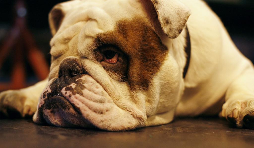 Pelo projeto, empresas e institutos de pesquisa flagrados cometendo irregularidades serão multados, de início, em quase R$ 4 milhões por animal. | ia/aa/IAN KINGTON