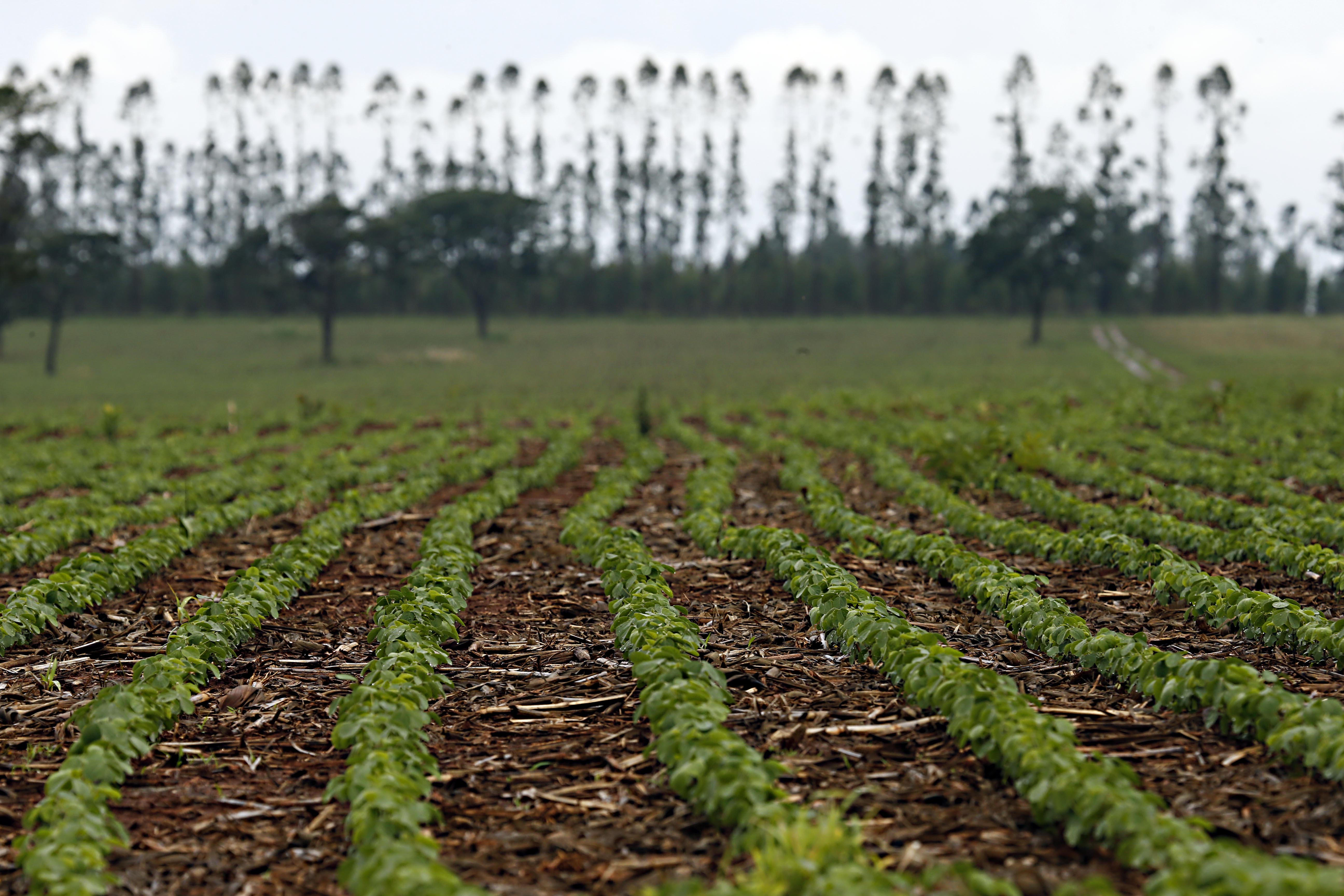 Lavouras crescem bem após plantio interrompido pelas chuvas. Resultado da temporada será dosado pelo mercado. | Albari Rosa/Gazeta do Povo