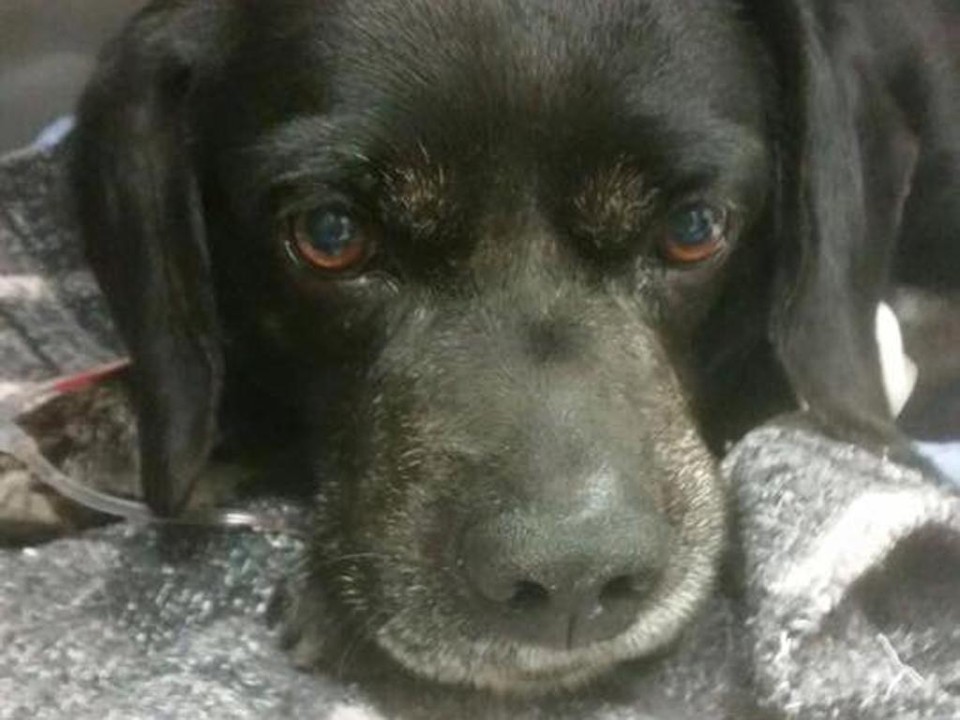 Cão baleado durante troca de tiros passa por 4 horas de cirurgia Cão, baleado durante assalto. passa por quatro horas de cirurgia. | Reprodução/Facebook