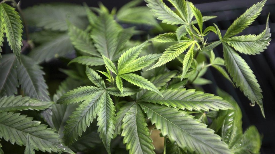 O MPF entrou com uma ação a Justiça Federal concedeu liminar para liberar o uso medicinal e a importação do tetraidrocanabinol (THC) no Brasil, a exemplo do que foi feito com o canabidiol. | David Mcnem/Reuters