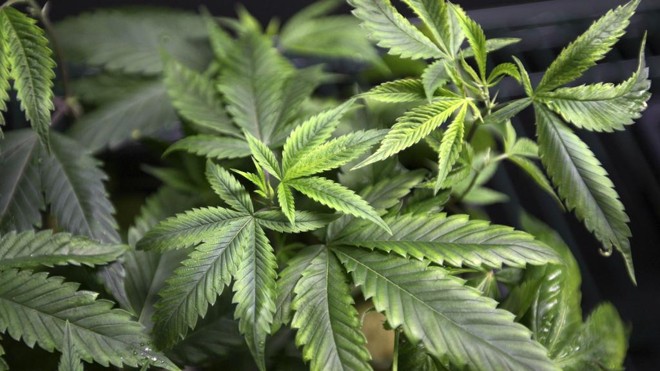 O MPF entrou com uma ação a Justiça Federal concedeu liminar para liberar o uso medicinal e a importação do tetraidrocanabinol (THC) no Brasil, a exemplo do que foi feito com o canabidiol. | David Mcnem/Reuters