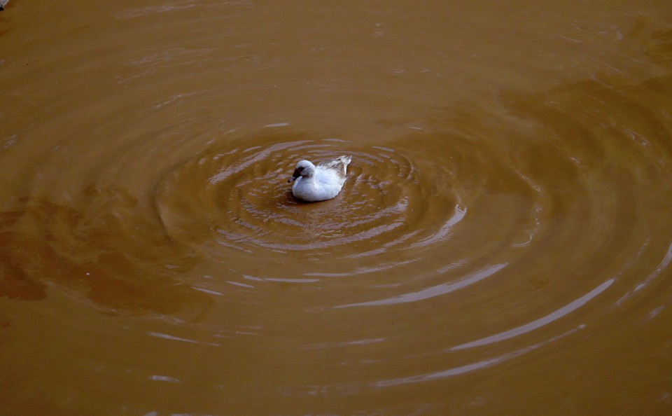 Pato nada no Rio Doce em Minas Gerais: relação conflituosa entre deputados e setor de mineração. | Ricardo Moraes/Reuters