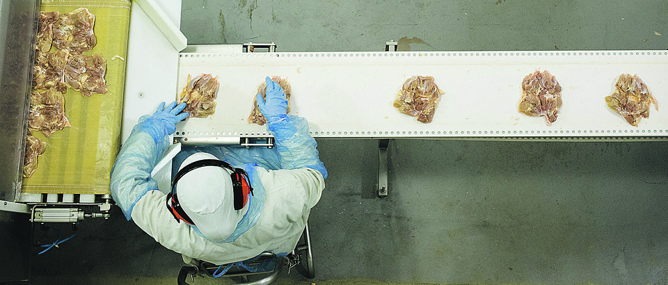 Mesmo com alta tecnologia, frigoríficos exigem contratação de milhares de trabalhadores no interior do Paraná. | Fotos: Lineu Filho/Gazeta do Povo
