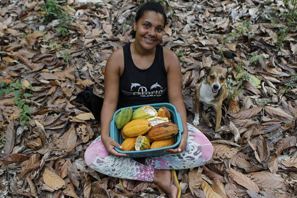 Cacau volta a ganhar força na economia da Bahia, mesmo com doenças. | Jonathan Campos/Gazeta do Povo