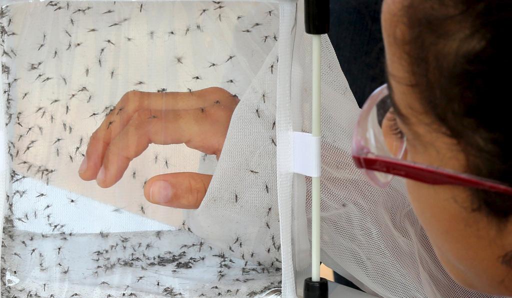 Antes considerado “primo fraco da dengue”, zika também é transmitido pelo Aedes aegypti | PAULO WHITAKER/REUTERS