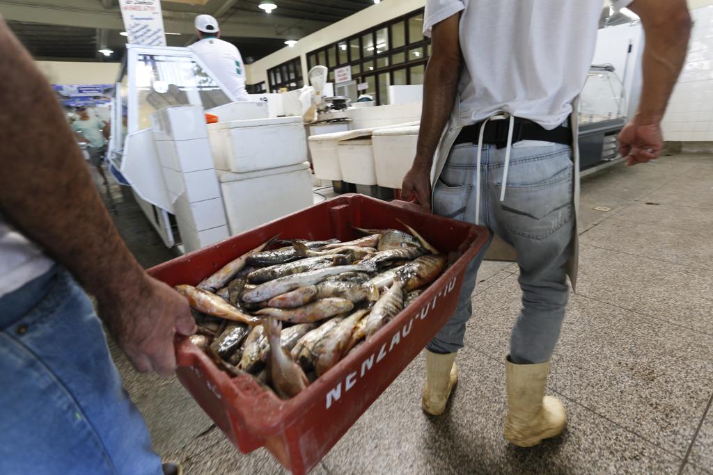 Maioria das espécies ameaçadas continua a ser pescada | Daniel Derevecki/Daniel Derevecki