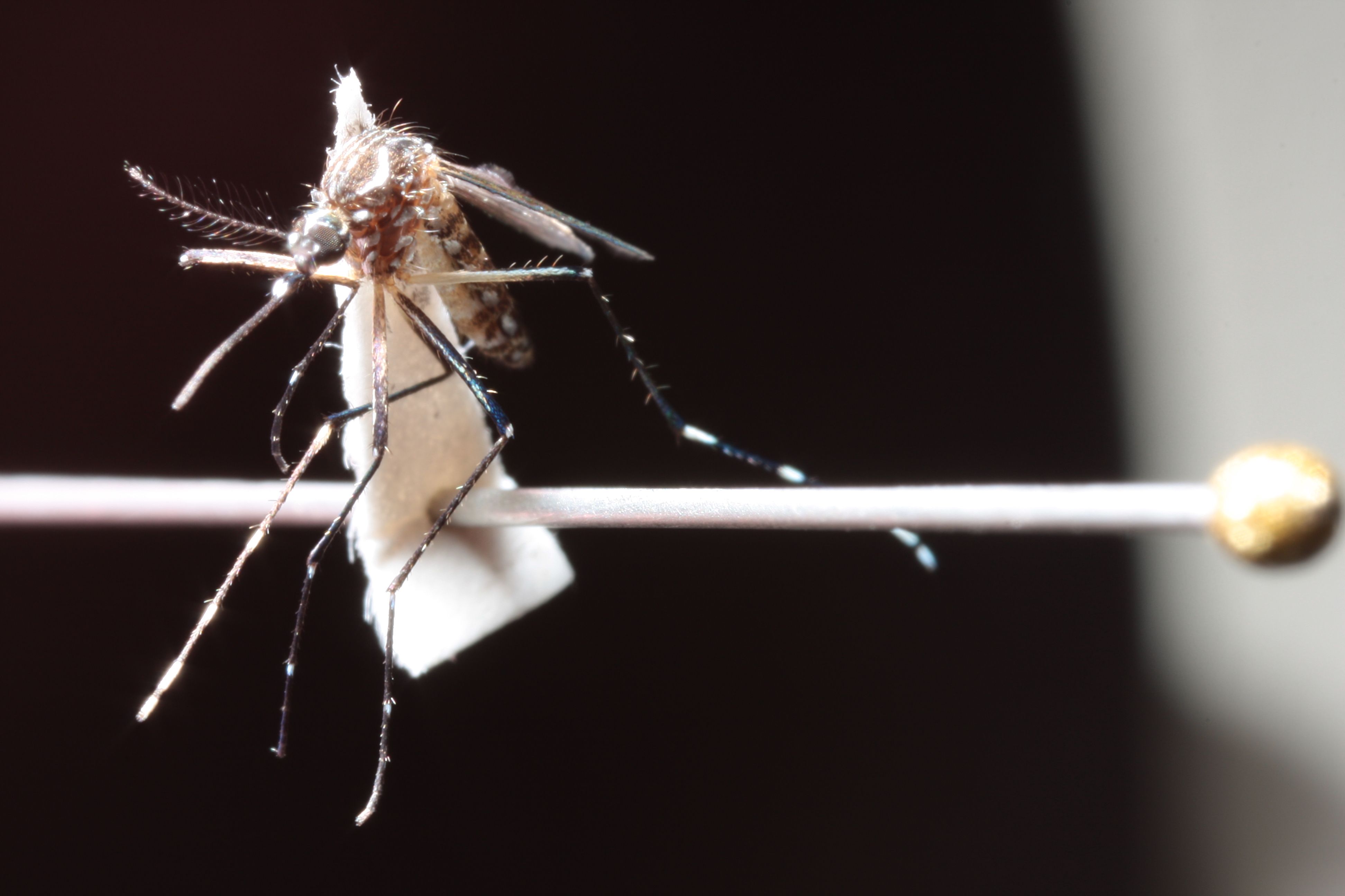 Aedes aegypti | Daniel Castellano/Gazeta do Povo