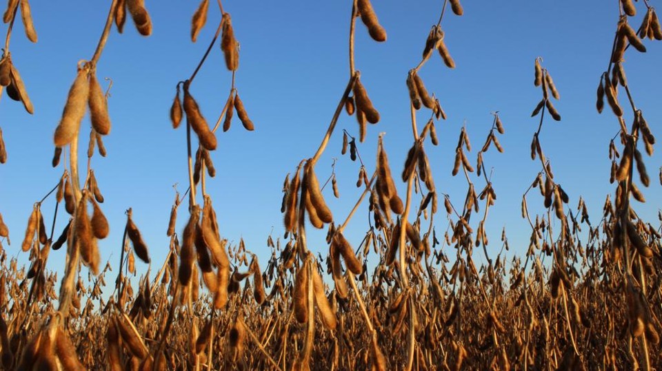 Usda manteve a projeção de 100 milhões de toneladas de oleaginosa para safra brasileira 2015/16. | José Rocher /Gazeta do Povo