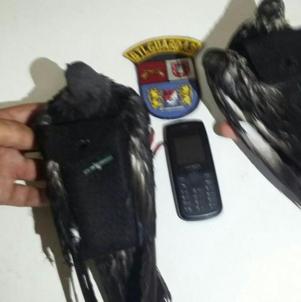 Dois pombos foram interceptados quando levavam celulares para a Penitenciária Estadual de Piraraquara. | /